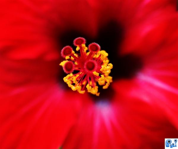 Red Hibiscus